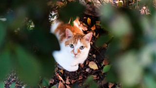 Cat leaves tree eye view - dennis ashbaugh free wallpaper for desktop