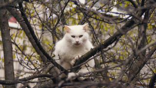 White cat sitting tree autumn - a blurry background of leaves free wallpaper