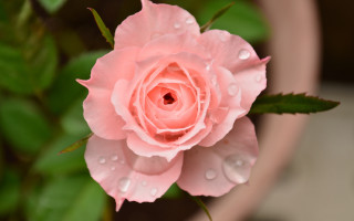 Pink rose water droplets macro 13 - a pink rose free wallpaper