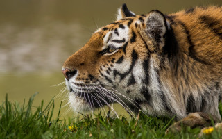 Tiger sitting grass eyes closed 2 - a tiger free wallpaper