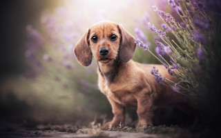 Dog lavender field light shining - a field of lavender free wallpaper