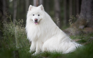 White dog grass trees bushes - its tongue free wallpaper