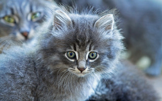 Fuzzy cat silver portrait blue - silver free wallpaper