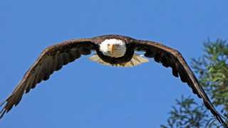 Bald eagle soaring wings spread 2 - a tree in the background free wallpaper