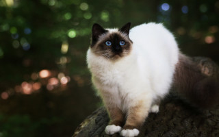 Cat blue eyes on branch - the wood free wallpaper