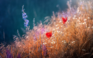 Flower field blue sky red - a field of flowers free wallpaper
