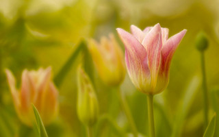 Pink flower green leaves bokeh 8 - the background and a blurry background free wallpaper