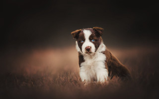 Brown white dog grass blue - a brown border free wallpaper