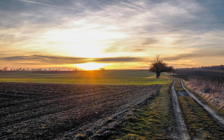 Dirt road field tree sunset 4 - hdr free wallpaper