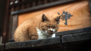 Cat wooden ledge closed eyes - closed free wallpaper