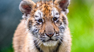 Tiger closeup blurrygrass bushes animalphotography - a blurry background of grass and bushes free wallpaper