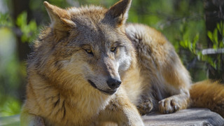 Wolf rock woods blurry background - caspar wolf free wallpaper