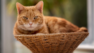Sad cat in basket photorealistic - a basket free wallpaper