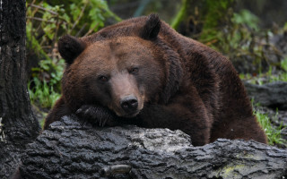 Brown bear on tree trunk - a brown bear free wallpaper