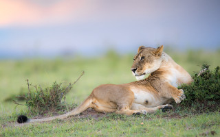 Lion bush grass wildlife blurry - its head on free wallpaper