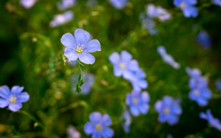 Blue flowers grass macro bokeh - the grass together free wallpaper