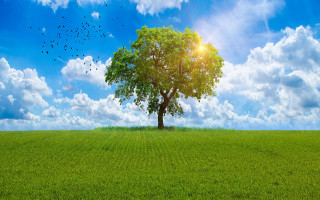Tree birds sun clouds field - a bright sun in the sky above free wallpaper