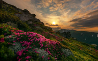 Sunset rocky hillside pink flowers - a few cloud free wallpaper