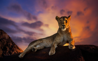 Lion sitting rock sunset mountain - wildlife photography free wallpaper for desktop