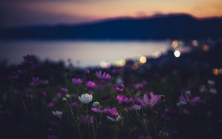 Flowers city sunset blurry bokeh - a field of flowers free wallpaper