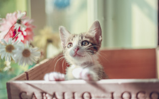 Kitten crate flower vase cavallo - a kitten free wallpaper
