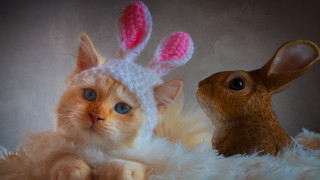 Cat rabbit knitted hats fluffy 2 - beatrix potter free wallpaper