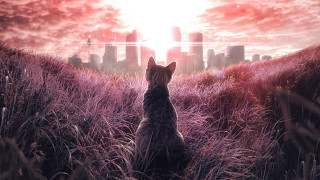 Cat field city skyline red - a matte painting free wallpaper for desktop
