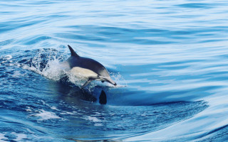 Dolphin ocean sky beach ship - david dougal williams free wallpaper