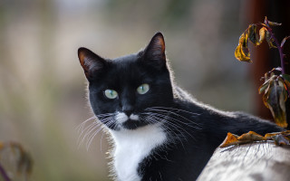 Black white cat green eyes - a green eye free wallpaper