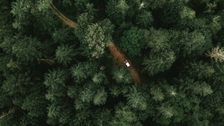 Park bamboo forest parked car - looking free wallpaper