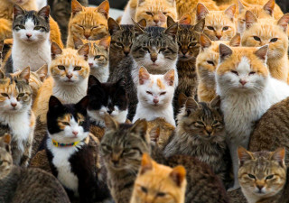 Large group of cats standing - an album cover free wallpaper