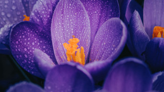 Purple flower water droplets yellow 6 - anne rigney free wallpaper