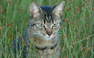 Cat tallgrass blueeyes blackstripe naturalism - tall grass free wallpaper