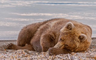 Brown bear rocky beach ocean - a brown bear free wallpaper