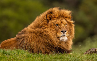 Lion grassy field trees rock - a grassy field free wallpaper