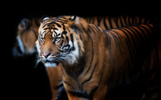 Tiger couple black background wildlife - the other looking free wallpaper