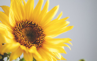 Sunflower blue sky green leaves - a few green leaf free wallpaper