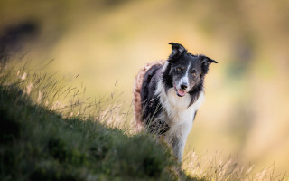 Dog walking grass field blurry - tongue free wallpaper