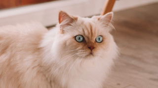 White cat blue eyes serious 9 - symmetrical free wallpaper