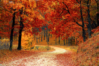 Autumn leaves dirt road fall - red leaf free wallpaper