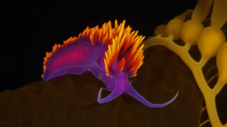 Flower glow biological microscopic pokemon - bioluminescence free wallpaper