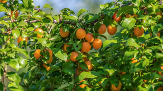 Orange tree blue sky nature - ripe free wallpaper