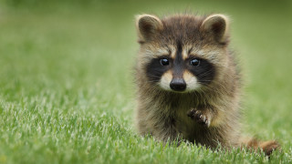 Raccoon grass paws wide eyes - a raccoon free wallpaper