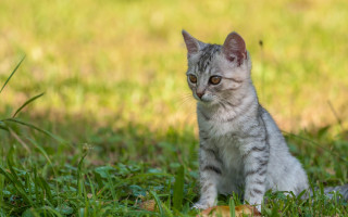 Small kitten grass sad eyes - a small kitten free wallpaper