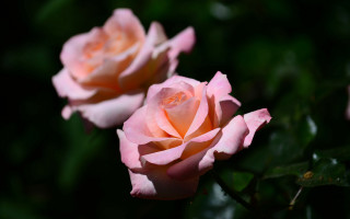 Pink roses garden blurry depth 2 - two pink rose free wallpaper