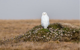White owl rock grass flowers - a foggy day free wallpaper