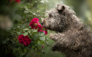 Dog flower bush impressionist plant - a bush in the background free wallpaper