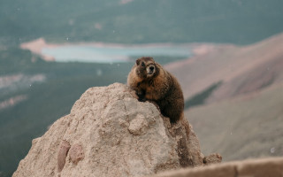 Small animal rock mountain lake - a mountain top free wallpaper