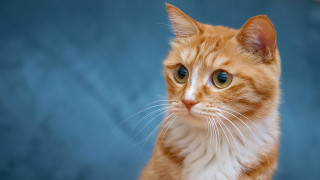 Sad cat blue background orange - a serious look free wallpaper