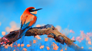 Colorful bird flowers blue sky - a blue sky background behind free wallpaper